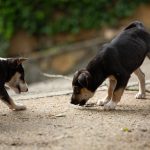 Dog Poop Pickup in Detroit Michigan