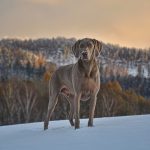 Dog Poop Pickup in Detroit Michigan